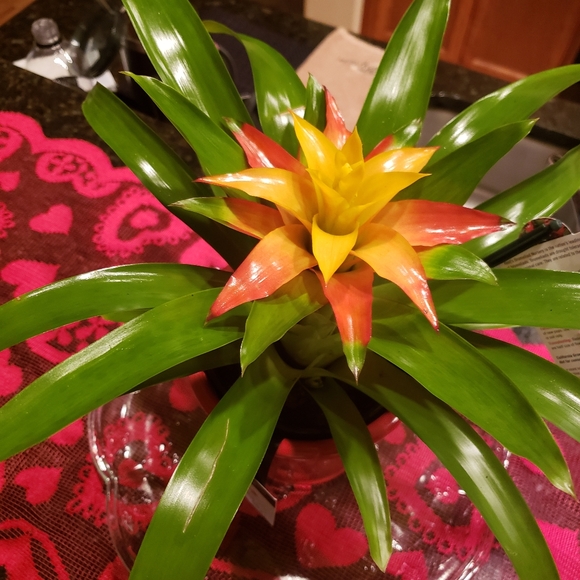 Meet your Posher, Victoria - Picture 4 of 8